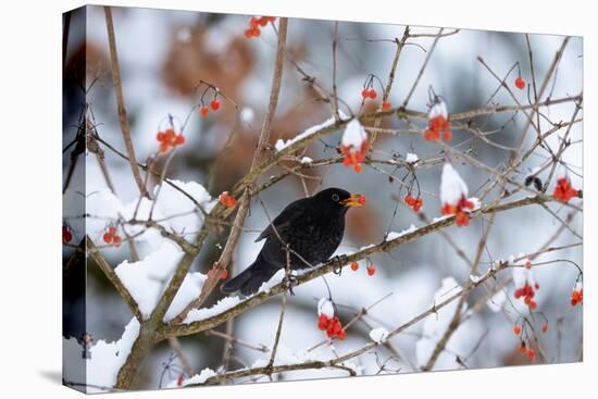 Male Blackbird feeding on berries in winter, Germany-Konrad Wothe-Premier Image Canvas