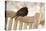 Male Blackbird (Turdus Merula) Perched in Winter, with Feathers Ruffled, Scotland, UK-Mark Hamblin-Premier Image Canvas