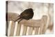 Male Blackbird (Turdus Merula) Perched in Winter, with Feathers Ruffled, Scotland, UK-Mark Hamblin-Premier Image Canvas