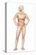 Male Body Standing, with Full Digestive System Superimposed-null-Stretched Canvas