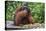 Male Bornean Orangutan (Pongo Pygmaeus) with Full Cheek Pads, Malaysia-Michael Nolan-Premier Image Canvas