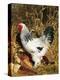 Male Brahma Breed Domestic Chicken with Vegetables, USA-Lynn M^ Stone-Premier Image Canvas