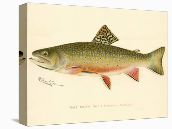 Male Brook Trout-null-Premier Image Canvas