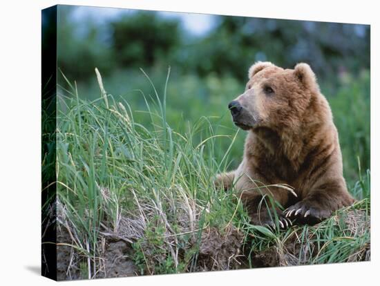 Male Brown Bear, Alaska Peninsula, Katmai National Park, Alaska, USA-Dee Ann Pederson-Premier Image Canvas