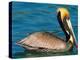 Male Brown Pelican in Breeding Plumage, Mexico-Charles Sleicher-Premier Image Canvas