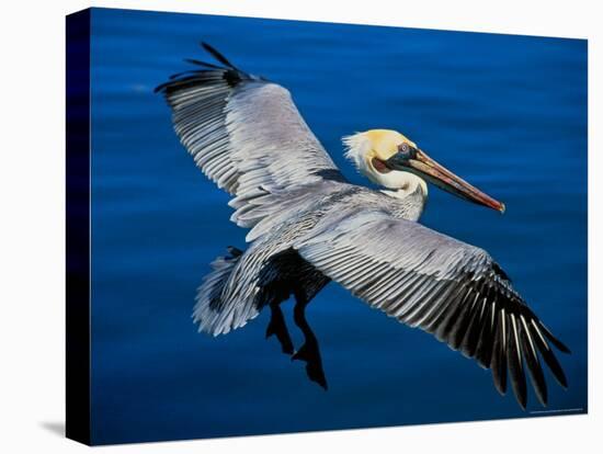 Male Brown Pelican in Breeding Plumage, Mexico-Charles Sleicher-Premier Image Canvas