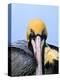 Male Brown Pelican in Breeding Plumage, Sanibel Island, Florida, USA-Charles Sleicher-Premier Image Canvas