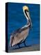 Male Brown Pelican in Breeding Plumage, Sanibel Island, Florida, USA-Charles Sleicher-Premier Image Canvas