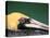 Male Brown Pelican in Breeding Plumage, Sanibel Island, Florida, USA-Charles Sleicher-Premier Image Canvas