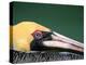 Male Brown Pelican in Breeding Plumage, Sanibel Island, Florida, USA-Charles Sleicher-Premier Image Canvas