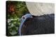 Male Bulwer's pheasant endemic to the forests of Borneo-Philippe Clement-Premier Image Canvas