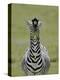 Male Burchell's Zebra Exhibits Flehmen Display to Sense Females, Kenya-Arthur Morris-Premier Image Canvas