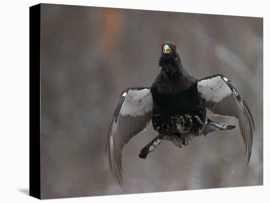 Male Capercaillie (Tetrao Urogallus) Display Jumping, Vaala, Finland, May-Markus Varesvuo-Premier Image Canvas