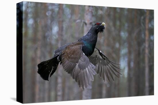 Male Capercaillie (Tetrao Urogallus) Flying, Jalasjarvi, Finland, April-Markus Varesvuo-Premier Image Canvas