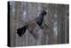 Male Capercaillie (Tetrao Urogallus) Flying, Jalasjarvi, Finland, April-Markus Varesvuo-Premier Image Canvas