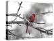 Male Cardinal Braving the Cold-Jai Johnson-Premier Image Canvas