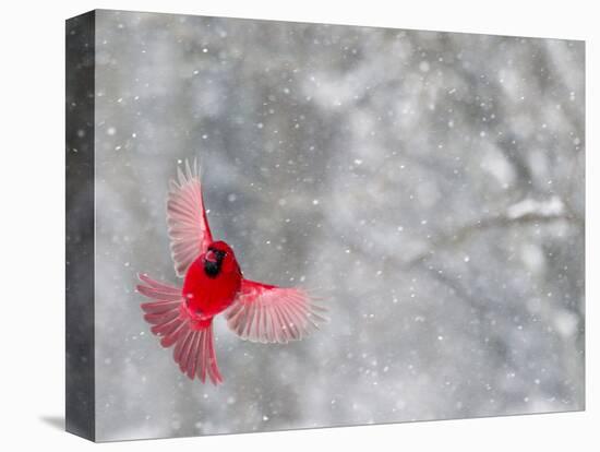 Male Cardinal With Wings Spread, Indianapolis, Indiana, USA-Wendy Kaveney-Premier Image Canvas