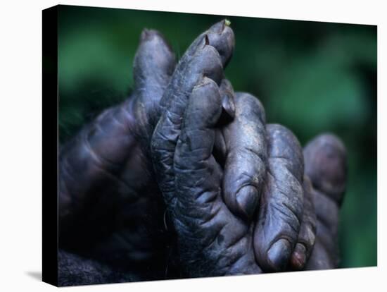 Male Chimpanzee Clasps His Foot, Gombe National Park, Tanzania-Kristin Mosher-Premier Image Canvas