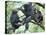 Male Chimpanzee Grooms His Brother, Gombe National Park, Tanzania-Kristin Mosher-Premier Image Canvas