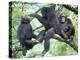 Male Chimpanzee Grooms His Brother, Gombe National Park, Tanzania-Kristin Mosher-Premier Image Canvas