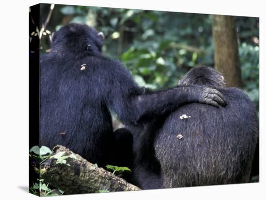 Male Chimpanzee Seeks Another for Support, Gombe National Park, Tanzania-Kristin Mosher-Premier Image Canvas