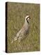 Male Chukar (Alectoris Chukar), Antelope Island State Park, Utah, United States of America-James Hager-Premier Image Canvas