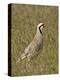 Male Chukar (Alectoris Chukar), Antelope Island State Park, Utah, United States of America-James Hager-Premier Image Canvas