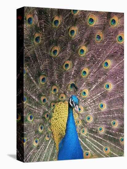 Male Common Peafowl, Displaying, Trowunna Widlife Park, Tasmania-Pete Oxford-Premier Image Canvas