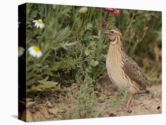 Male Common Quail (Coturnix Coturnix) Calling, Spain, May-Markus Varesvuo-Premier Image Canvas