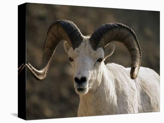 Male Dall Sheep (Ovis Dalli), Denali National Park, Alaska, United States of America, North America-James Hager-Premier Image Canvas