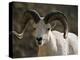 Male Dall Sheep (Ovis Dalli), Denali National Park, Alaska, United States of America, North America-James Hager-Premier Image Canvas