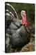 Male Domestic Turkey-Bjorn Svensson-Premier Image Canvas