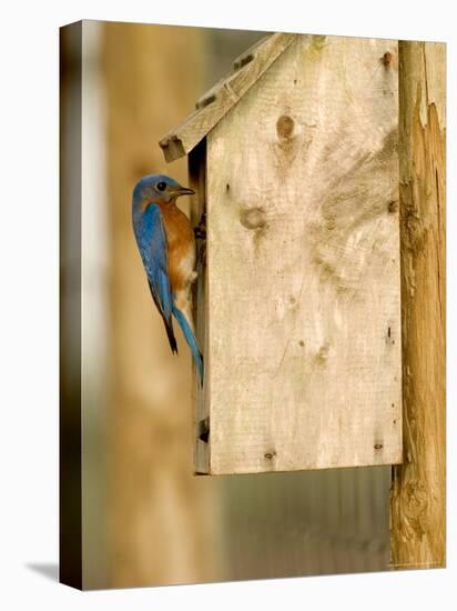 Male Eastern Bluebird on Bird Box, Florida, USA-Maresa Pryor-Premier Image Canvas