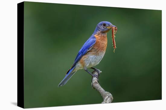 Male Eastern bluebird with centipede, Kentucky-Adam Jones-Premier Image Canvas