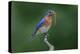 Male Eastern bluebird with centipede, Kentucky-Adam Jones-Premier Image Canvas