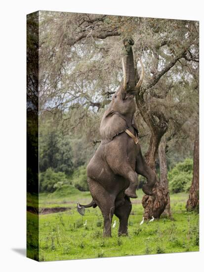 Male Elephant standing on hind legs to reach acacia pods. Mana Pools National Park, Zimbabwe-Tony Heald-Premier Image Canvas