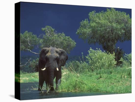 Male Elephant under Stormy Skies on Bank of Zambezi River, Zimbabwe-John Warburton-lee-Premier Image Canvas