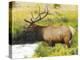 Male Elk at Creek: Moraine Park, Rocky Mountain National Park, Colorado, USA-Michel Hersen-Premier Image Canvas