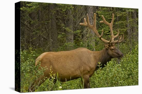Male Elk, Bow Valley Parkway, Banff National Park, Alberta, Canada-Michel Hersen-Premier Image Canvas