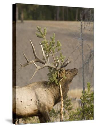 Male Elk Rubbing Antlers on Evergreen Tree, Yellowstone 