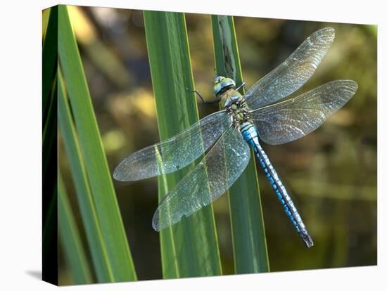 Male Emperor Dragonfly-Adrian Bicker-Premier Image Canvas