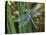 Male Emperor Dragonfly-Adrian Bicker-Premier Image Canvas
