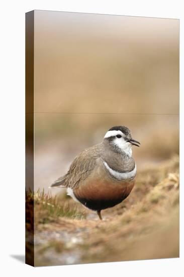 Male Eurasian Dotterel in Breeding Habitat, Grampian Mountains, Cairngorms Np, Scotland, UK-Mark Hamblin-Premier Image Canvas