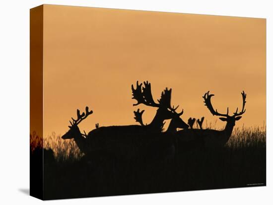 Male Fallow Deer, Silhouettes at Dawn, Tamasi, Hungary-Bence Mate-Premier Image Canvas