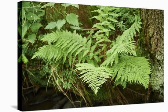 male fern, Dryopteris filix-mas, brookside, spring-David & Micha Sheldon-Stretched Canvas