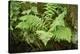 male fern, Dryopteris filix-mas, brookside, spring-David & Micha Sheldon-Stretched Canvas