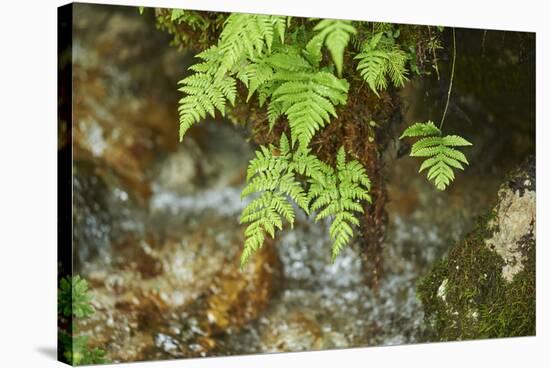 male fern, Dryopteris filix-mas, brookside, spring-David & Micha Sheldon-Stretched Canvas