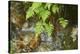 male fern, Dryopteris filix-mas, brookside, spring-David & Micha Sheldon-Stretched Canvas