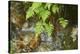 male fern, Dryopteris filix-mas, brookside, spring-David & Micha Sheldon-Premier Image Canvas