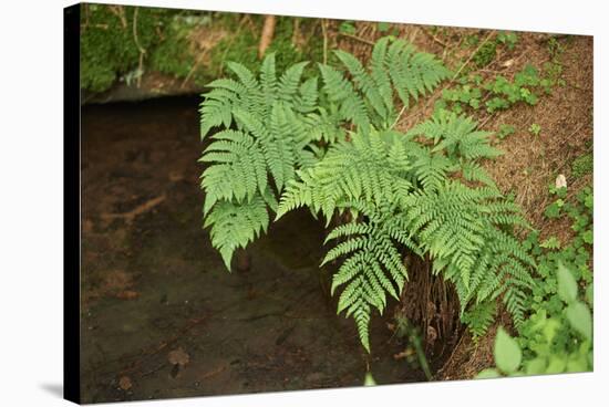 male fern, Dryopteris filix-mas, brookside, spring-David & Micha Sheldon-Stretched Canvas